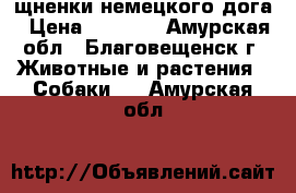 щненки немецкого дога › Цена ­ 7 000 - Амурская обл., Благовещенск г. Животные и растения » Собаки   . Амурская обл.
